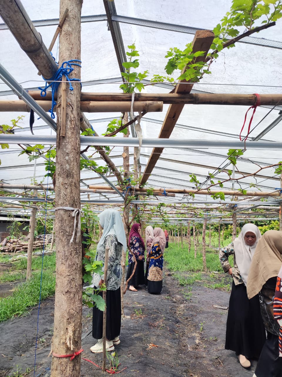 Sentra Inkubasi Agribisnis & Entrepreneur